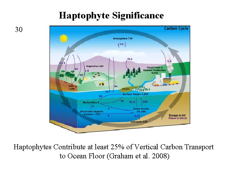 Haptophyte Significance 30 Haptophytes Contribute at least 25% of Vertical Carbon Transport to Ocean