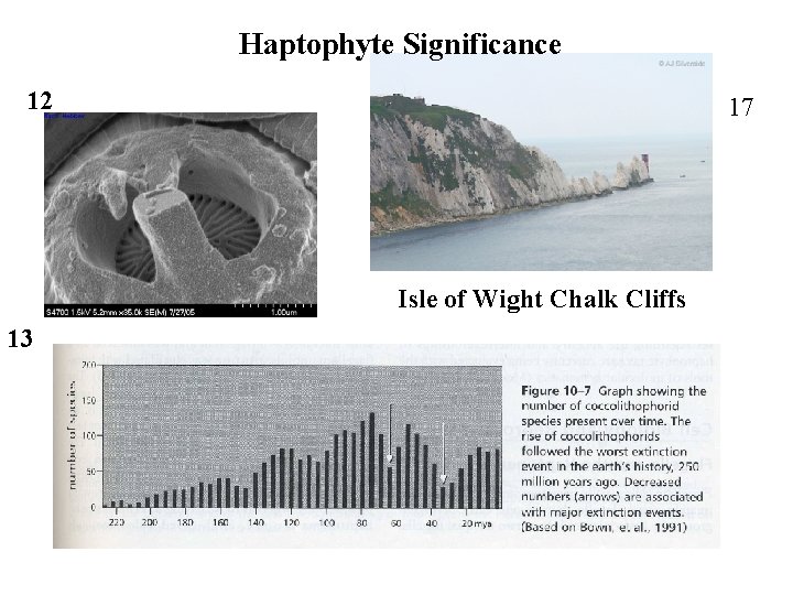 Haptophyte Significance 12 17 Isle of Wight Chalk Cliffs 13 