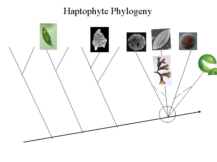 Haptophyte Phylogeny 