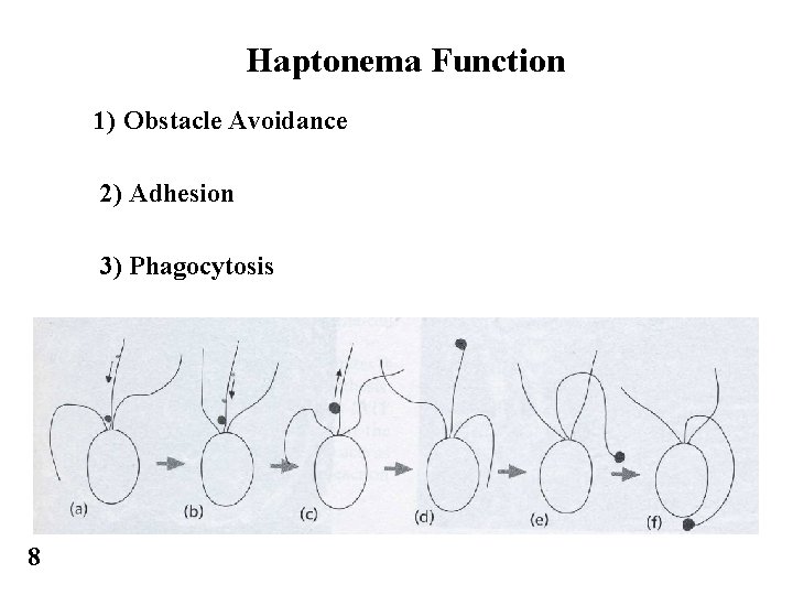 Haptonema Function 1) Obstacle Avoidance 2) Adhesion 3) Phagocytosis 8 