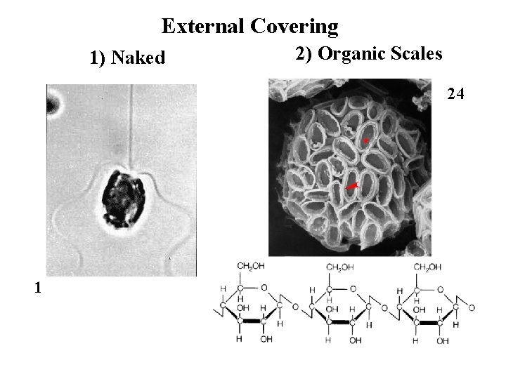 External Covering 1) Naked 2) Organic Scales 24 1 