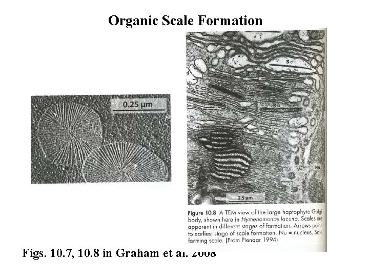 Organic Scale Formation Figs. 10. 7, 10. 8 in Graham et al. 2008 