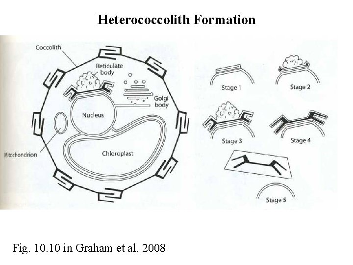 Heterococcolith Formation Fig. 10 in Graham et al. 2008 