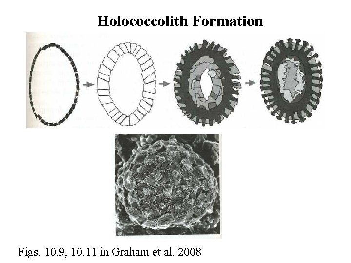 Holococcolith Formation Figs. 10. 9, 10. 11 in Graham et al. 2008 