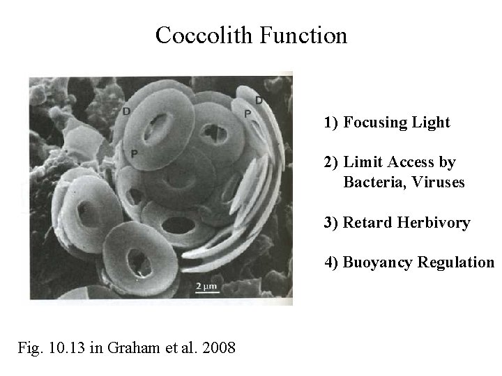 Coccolith Function 1) Focusing Light 2) Limit Access by Bacteria, Viruses 3) Retard Herbivory