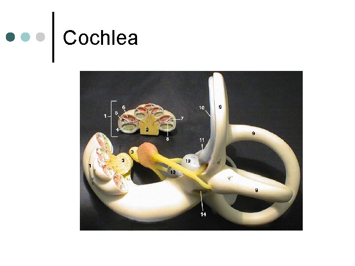 Cochlea 