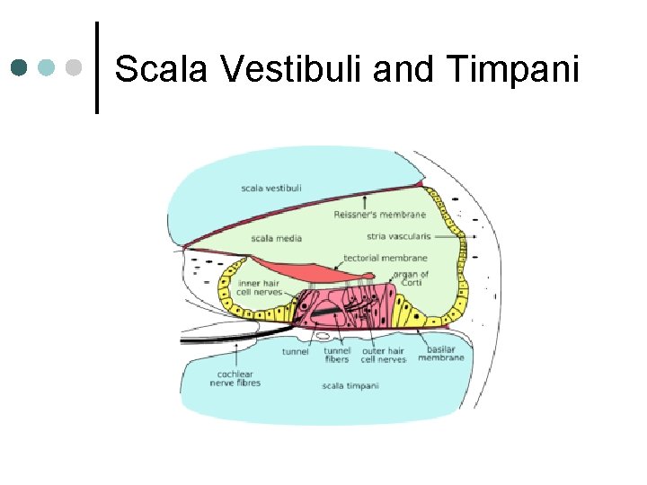 Scala Vestibuli and Timpani 