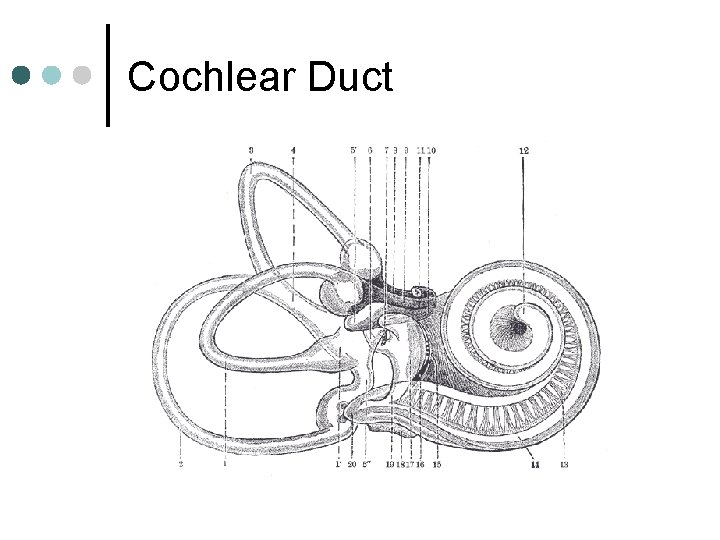 Cochlear Duct 