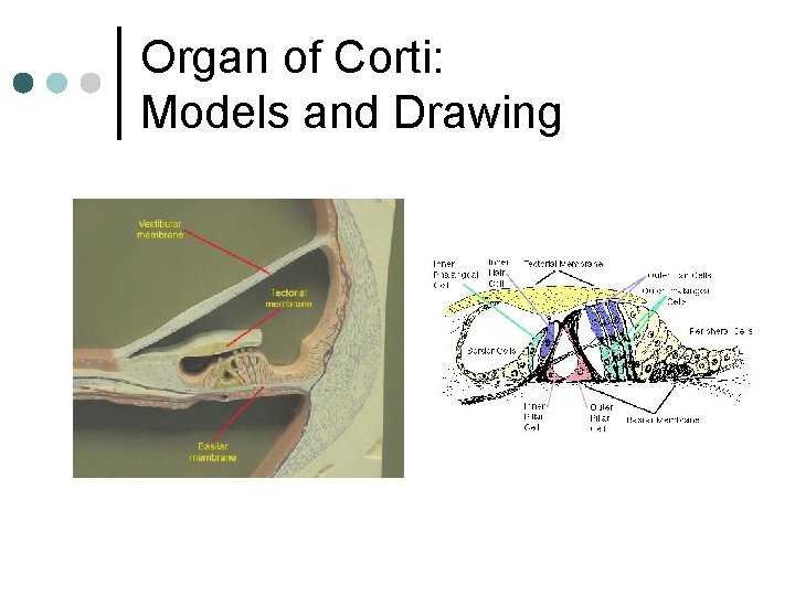 Organ of Corti: Models and Drawing 