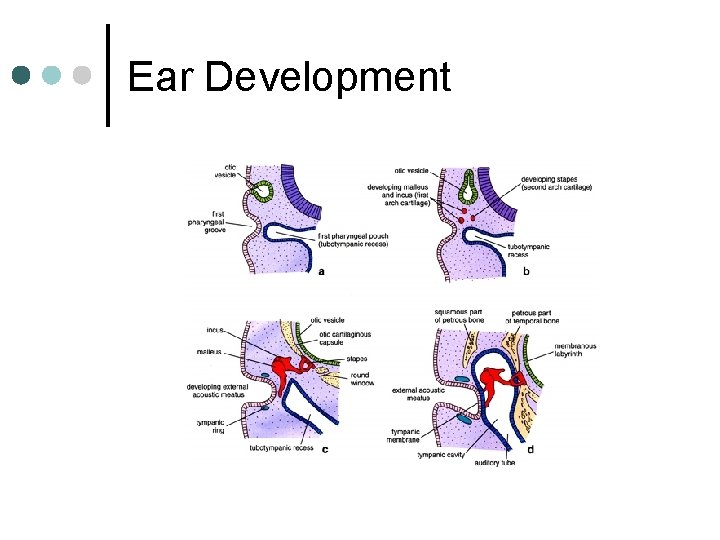 Ear Development 