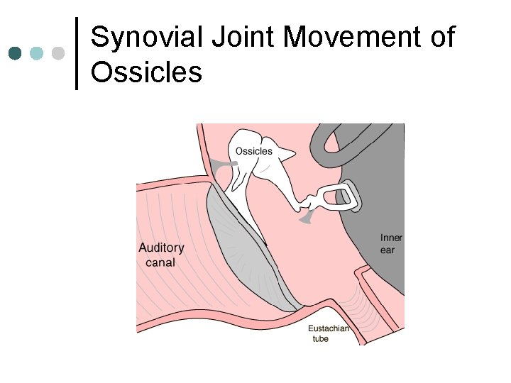 Synovial Joint Movement of Ossicles 