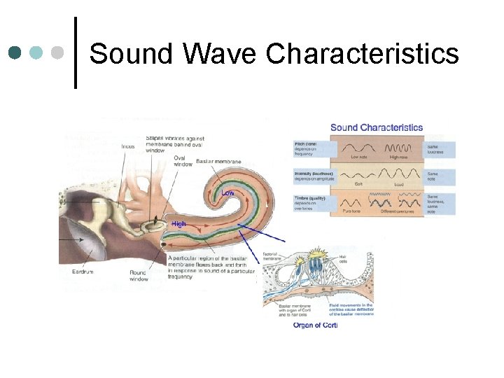 Sound Wave Characteristics 