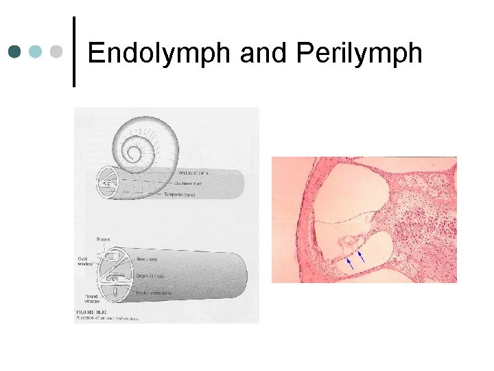 Endolymph and Perilymph 