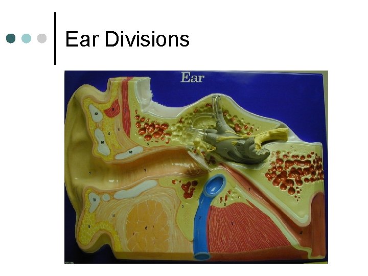 Ear Divisions 
