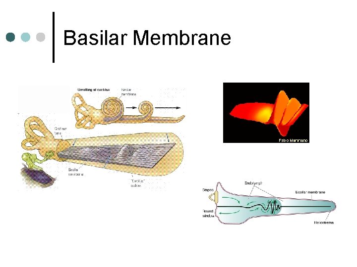 Basilar Membrane 