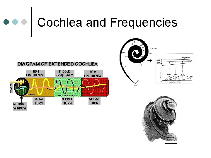 Cochlea and Frequencies 