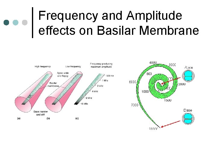 Frequency and Amplitude effects on Basilar Membrane 