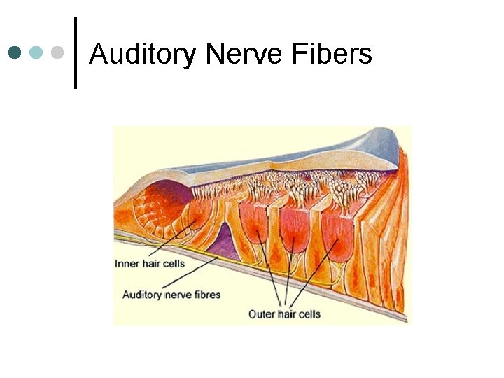 Auditory Nerve Fibers 