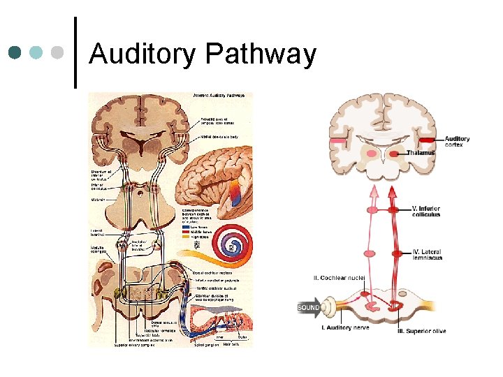 Auditory Pathway 