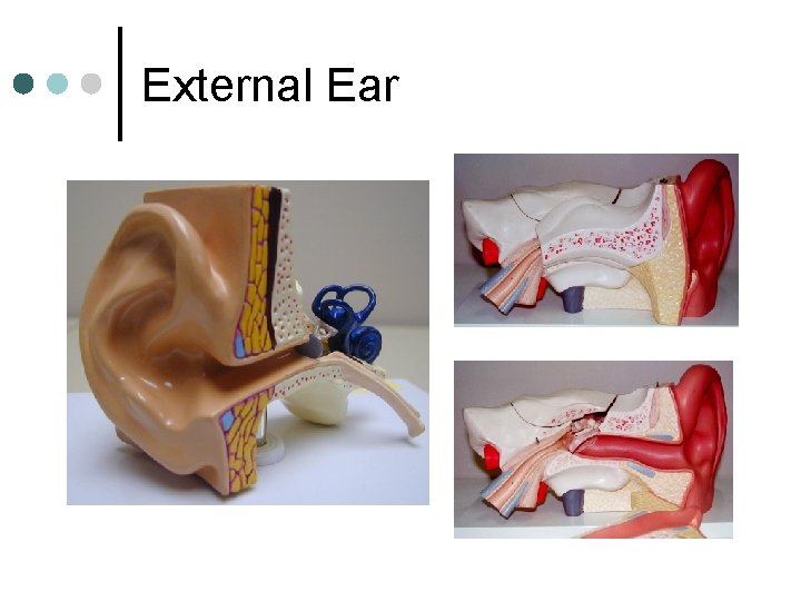 External Ear 