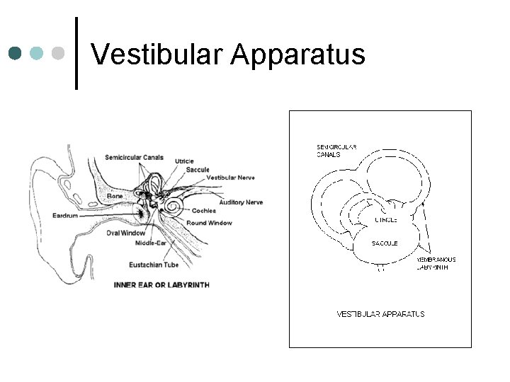 Vestibular Apparatus 