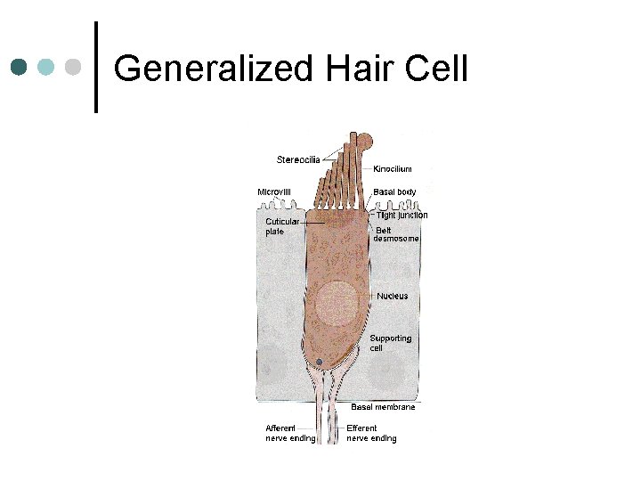Generalized Hair Cell 