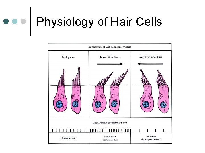Physiology of Hair Cells 