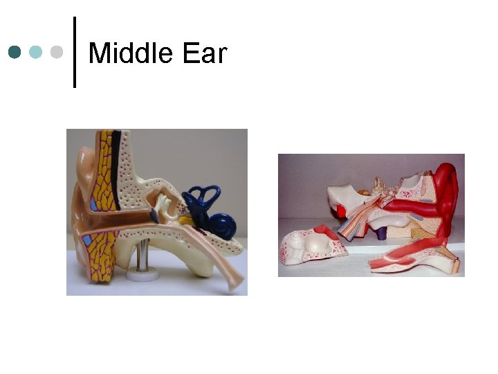 Middle Ear 