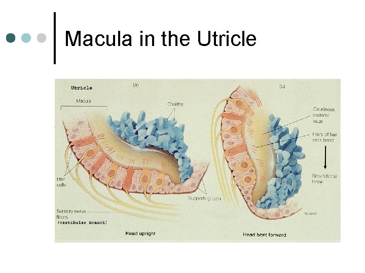 Macula in the Utricle 