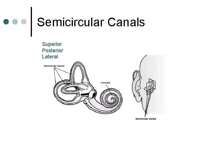 Semicircular Canals Superior Posterior Lateral 