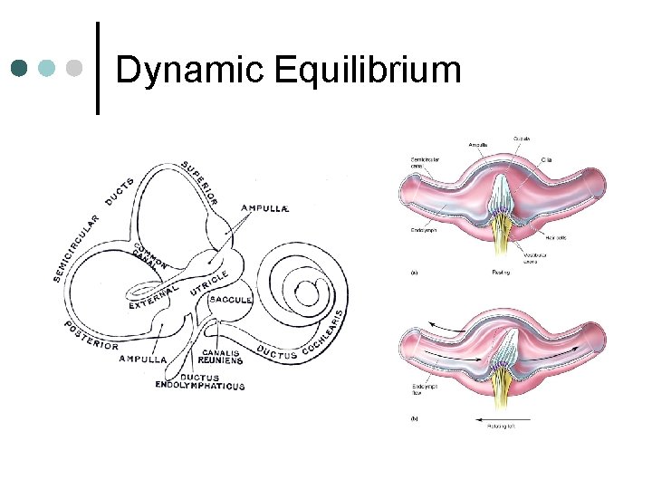 Dynamic Equilibrium 