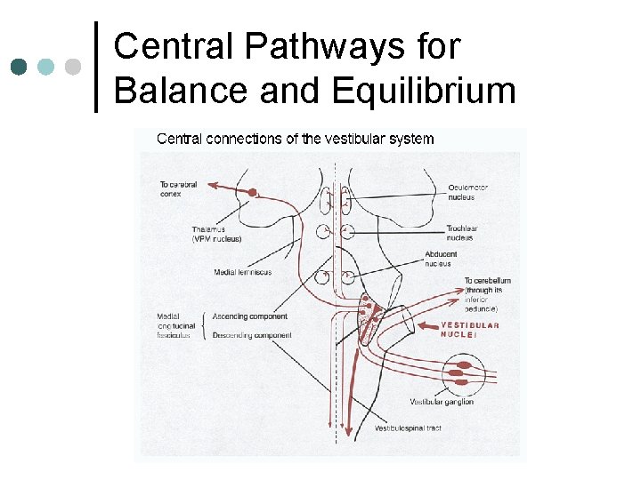 Central Pathways for Balance and Equilibrium 