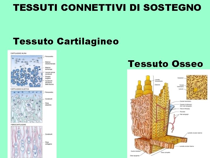 TESSUTI CONNETTIVI DI SOSTEGNO Tessuto Cartilagineo Tessuto Osseo 