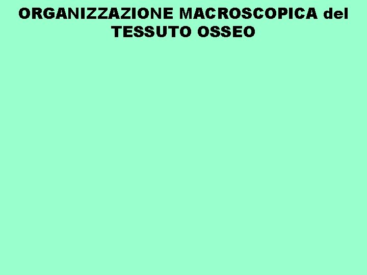 ORGANIZZAZIONE MACROSCOPICA del TESSUTO OSSEO 