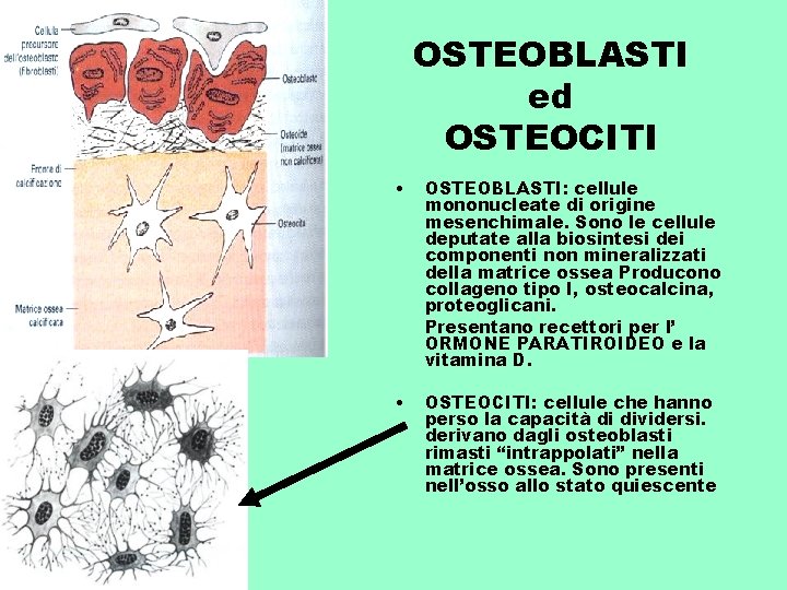 OSTEOBLASTI ed OSTEOCITI • OSTEOBLASTI: cellule mononucleate di origine mesenchimale. Sono le cellule deputate
