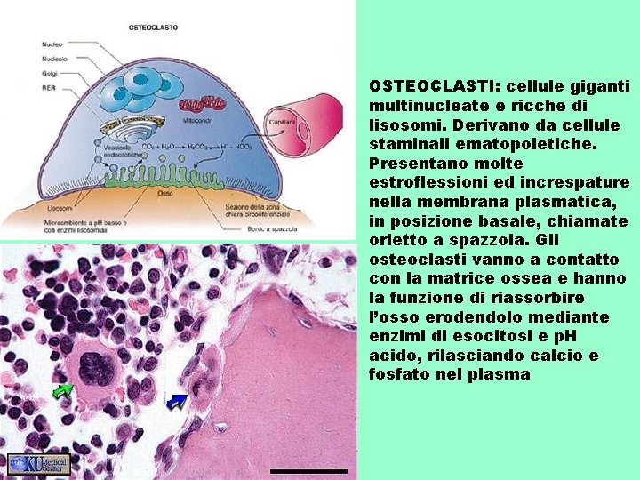 OSTEOCLASTI: cellule giganti multinucleate e ricche di lisosomi. Derivano da cellule staminali ematopoietiche. Presentano