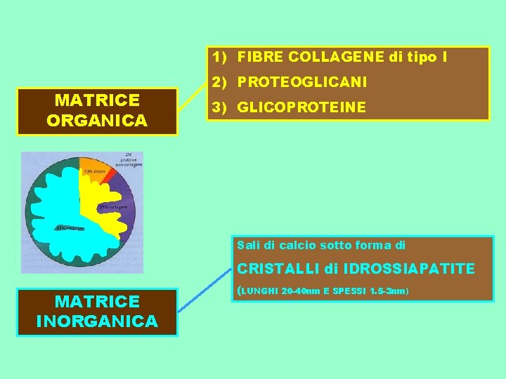 1) FIBRE COLLAGENE di tipo I MATRICE ORGANICA 2) PROTEOGLICANI 3) GLICOPROTEINE Sali di