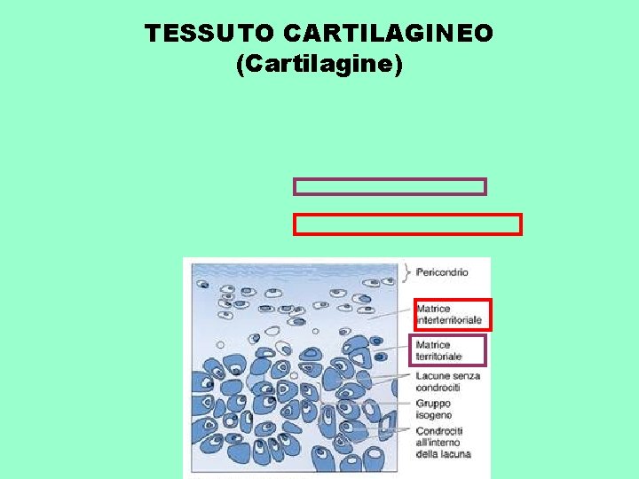 TESSUTO CARTILAGINEO (Cartilagine) 