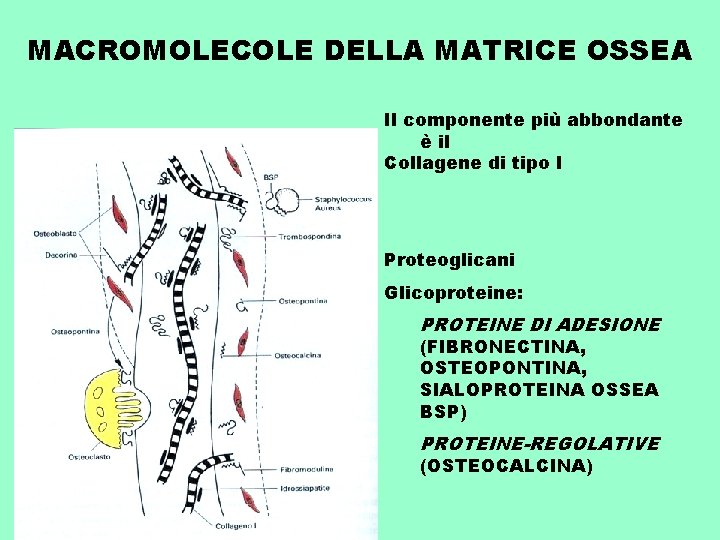 MACROMOLECOLE DELLA MATRICE OSSEA Il componente più abbondante è il Collagene di tipo I