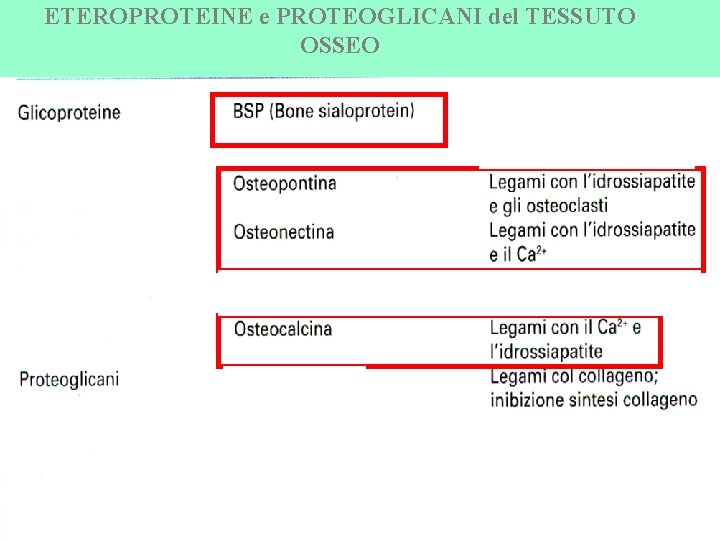 ETEROPROTEINE e PROTEOGLICANI del TESSUTO OSSEO 