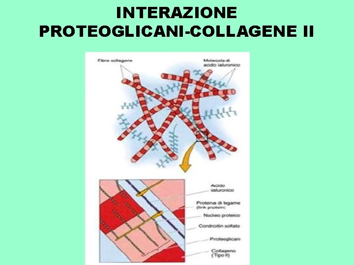 INTERAZIONE PROTEOGLICANI-COLLAGENE II 