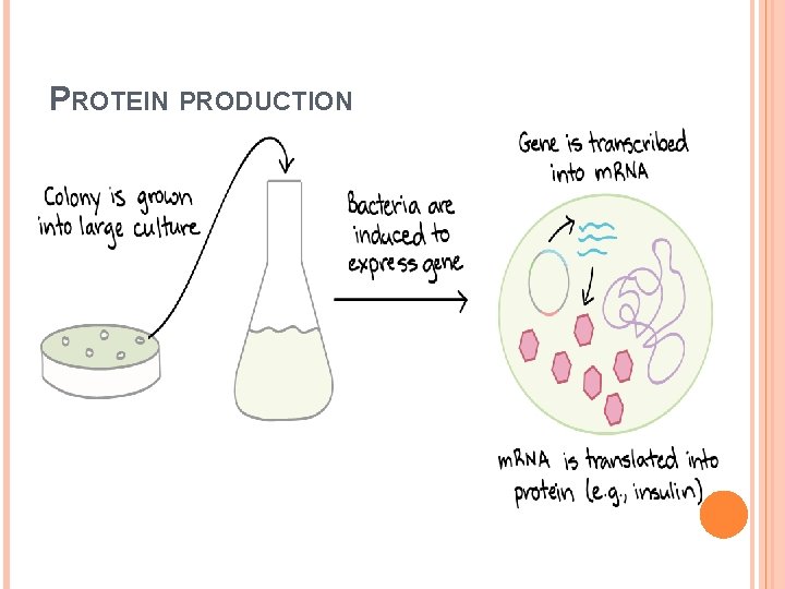 PROTEIN PRODUCTION 