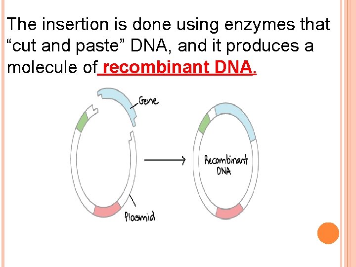 The insertion is done using enzymes that “cut and paste” DNA, and it produces