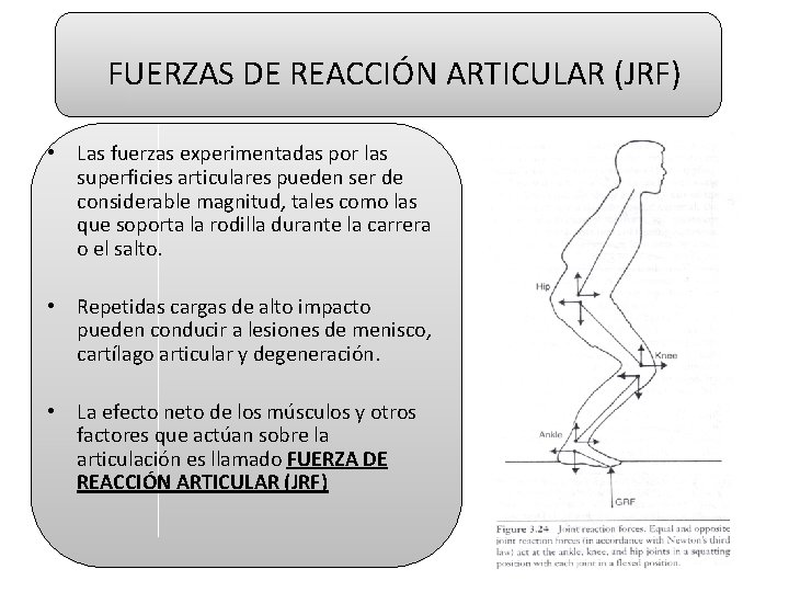 FUERZAS DE REACCIÓN ARTICULAR (JRF) • Las fuerzas experimentadas por las superficies articulares pueden