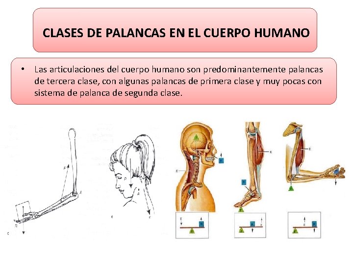 CLASES DE PALANCAS EN EL CUERPO HUMANO • Las articulaciones del cuerpo humano son