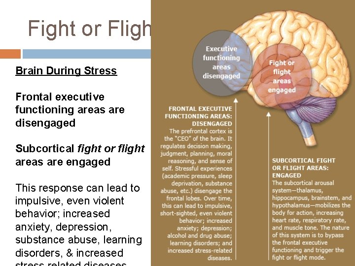 Fight or Flight Brain During Stress Frontal executive functioning areas are disengaged Subcortical fight