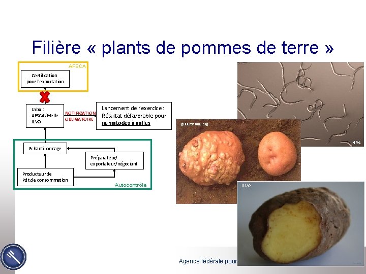 Filière « plants de pommes de terre » AFSCA Certification pour l’exportation Labo :