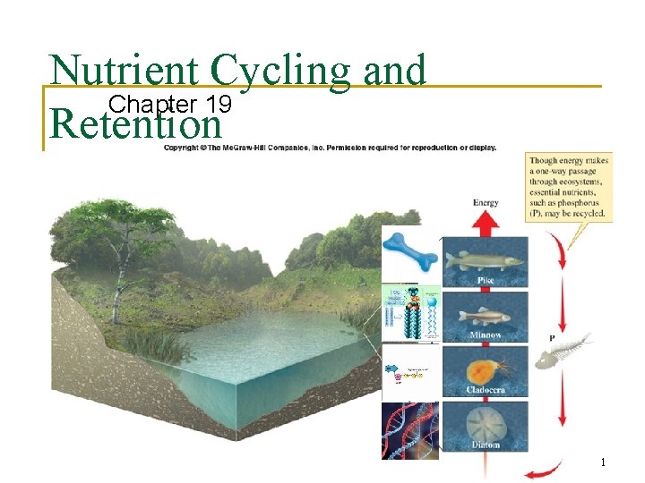 Nutrient Cycling and Chapter 19 Retention 11 