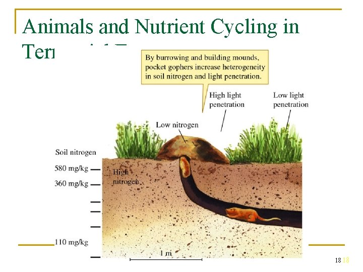 Animals and Nutrient Cycling in Terrestrial Ecosystems 18 18 