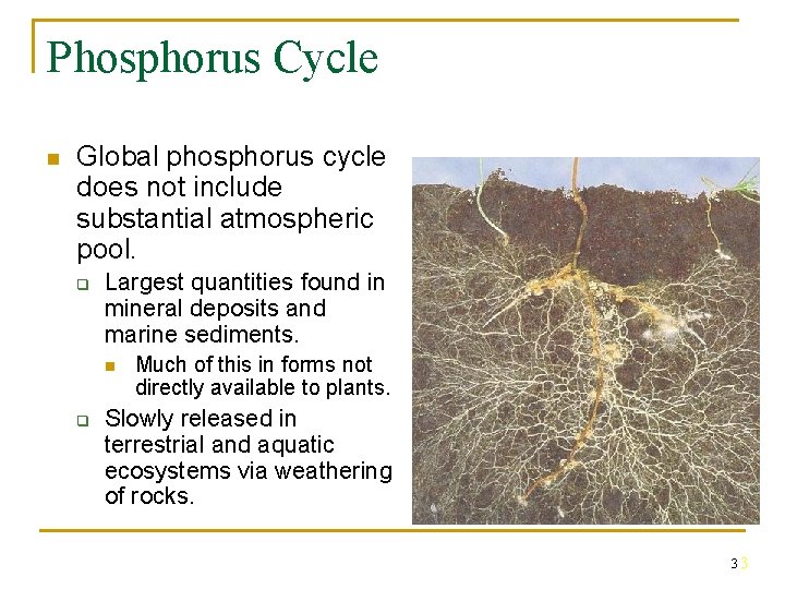 Phosphorus Cycle n Global phosphorus cycle does not include substantial atmospheric pool. q Largest